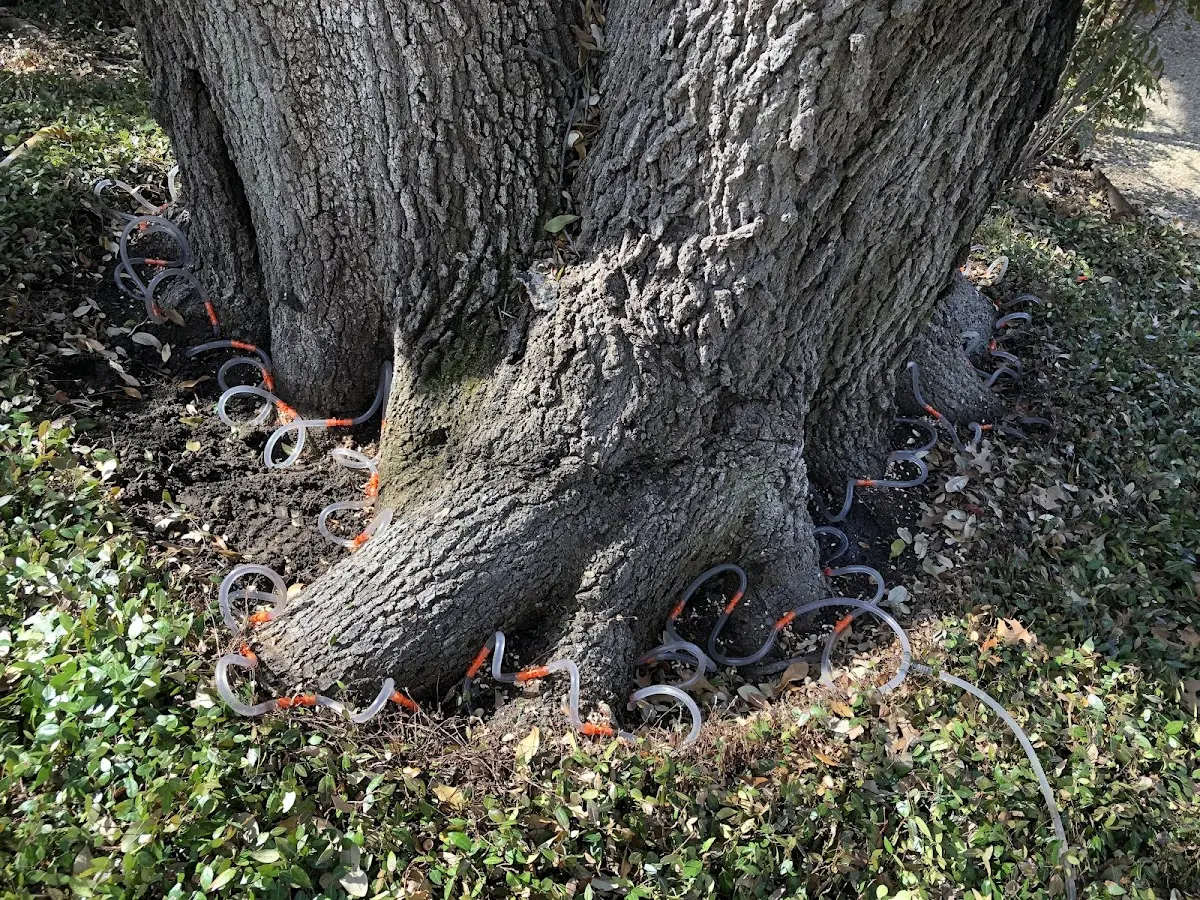 Detailed Tree Cabling and Bracing job site in Newellton