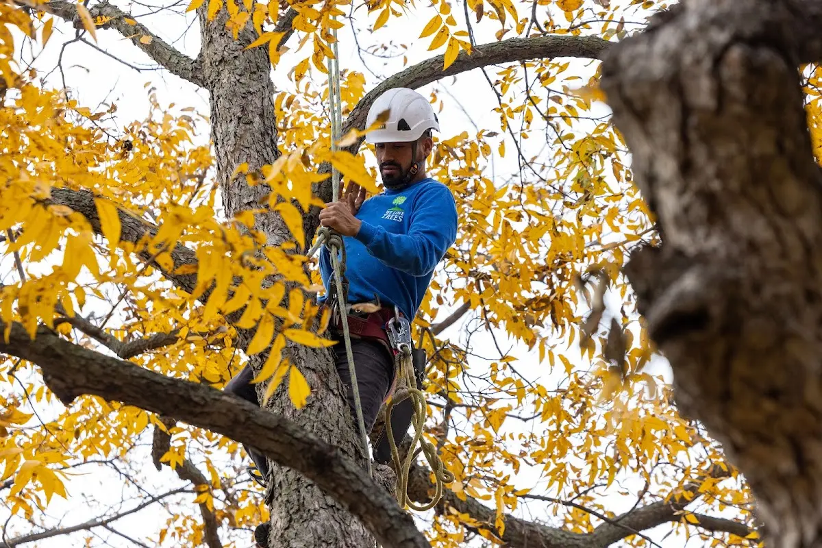 Skilled Tree Trimming crew working in Newellton