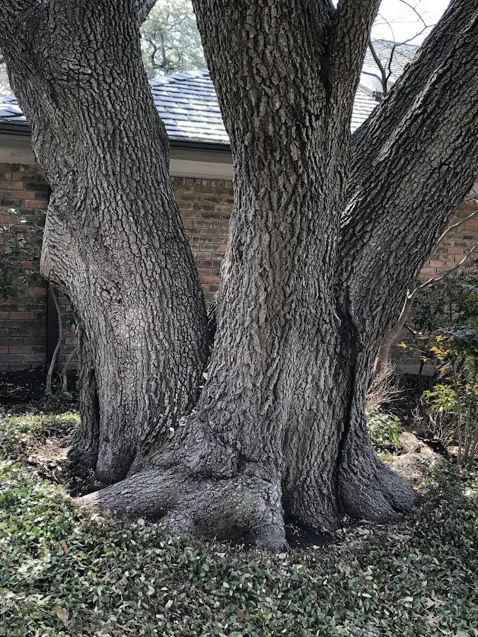 Mature heritage tree close to a Newellton property cared for by certified arborists